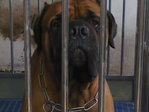 PF45092 - Bullmastiff Dog