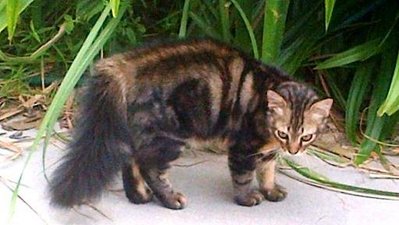 Romeo - Maine Coon + Persian Cat