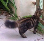 Romeo - Maine Coon + Persian Cat