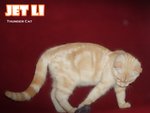 Jet Li (Cream Tabby) - British Shorthair Cat