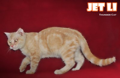 Jet Li (Cream Tabby) - British Shorthair Cat