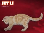 Jet Li (Cream Tabby) - British Shorthair Cat