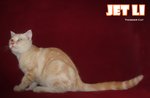 Jet Li (Cream Tabby) - British Shorthair Cat