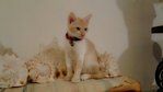 PF45107 -  + Domestic Short Hair Cat