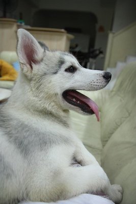 Jacob - Siberian Husky Dog