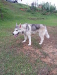 Jacob - Siberian Husky Dog