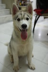 Jacob - Siberian Husky Dog