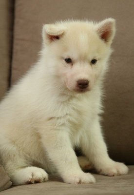 Light Red White Siberian Husky  - Siberian Husky Dog