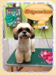 Baby - Shih Tzu Dog