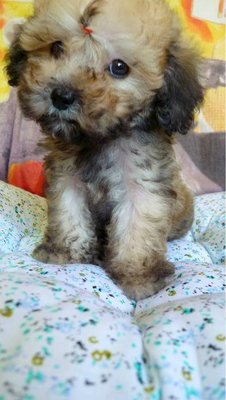 Sable Tiny Toy Poodle Girl  - Poodle Dog