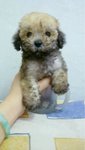 Sable Girl- 580g weight- 4.5inches tall