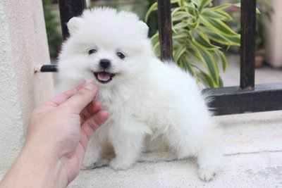 White Pomeranian Puppy With Mka - Pomeranian Dog