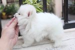 White Pomeranian Puppy With Mka - Pomeranian Dog