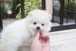 White Pomeranian Puppy With Mka - Pomeranian Dog