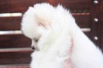 White Pomeranian Puppy With Mka - Pomeranian Dog