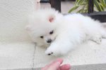 White Pomeranian Puppy With Mka - Pomeranian Dog