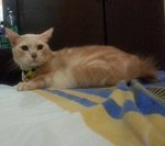 Prince Coco - American Shorthair Cat