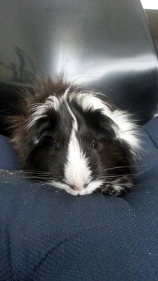 Nyenye, Guinea Pig - Guinea Pig Small & Furry