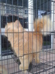 owner pet. 1st litters (1 Year) hi my name "sakit" nfs