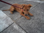 Jolie - Mixed Breed Dog