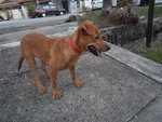 Jolie - Mixed Breed Dog