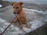 Jolie - Mixed Breed Dog