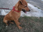 Jolie - Mixed Breed Dog