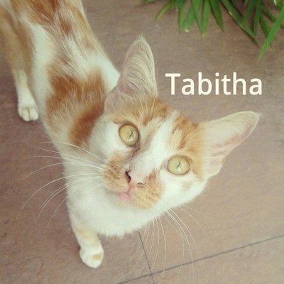 Tabitha - Tabby Cat