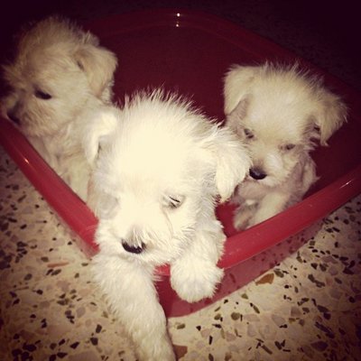 Miniature Schnauzer Puppies - Schnauzer Dog