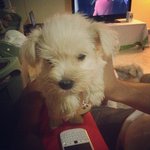 Miniature Schnauzer Puppies - Schnauzer Dog