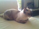 Brownie  - Siamese Cat