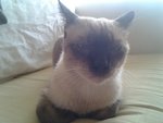 Brownie  - Siamese Cat