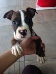 Pure Muscular American Bully Puppy - American Bulldog Dog