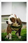 Pure Muscular American Bully Puppy - American Bulldog Dog