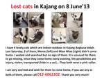 Meme went missing along with Miao Miao on the same day, please help me make sure they are safe!