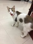 Miao Miao is my first cat, first rescue, first love. Please help me make sure he is safe!!