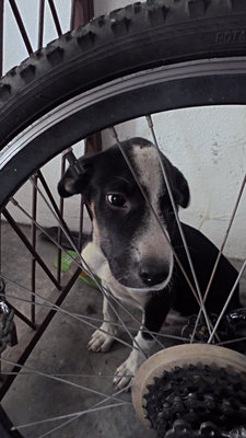 Oreo - Mixed Breed Dog