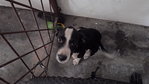 Oreo - Mixed Breed Dog