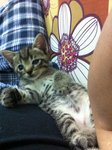 Cinonet And Belang - Domestic Short Hair Cat