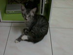 Ping Tam - Domestic Short Hair Cat