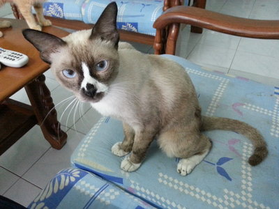 PF45198 - Siamese + Exotic Shorthair Cat