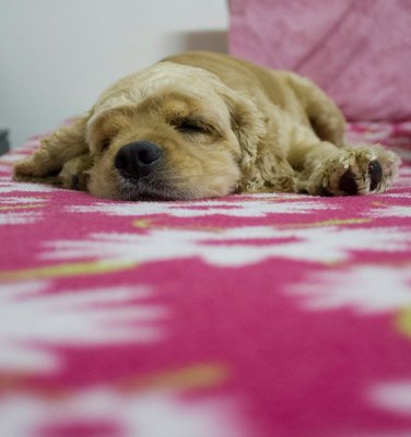 Butter - Cocker Spaniel Dog