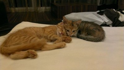 Simba And Nala - Domestic Short Hair Cat