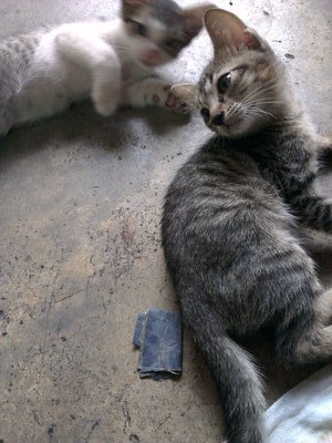 Three Little Kittens - Tabby - Domestic Short Hair + Tabby Cat