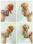 T-cup Poodle Light Apricot Girl  - Pomeranian Dog