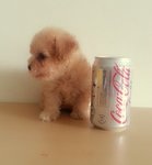 T-cup Poodle Light Apricot Girl  - Pomeranian Dog