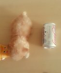 T-cup Poodle Light Apricot Girl  - Pomeranian Dog