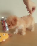 T-cup Poodle Light Apricot Girl  - Pomeranian Dog