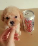 T-cup Poodle Light Apricot Girl  - Pomeranian Dog