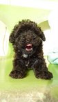 Le Le (Not For Sale/adoption) - Poodle Dog